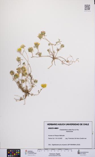 Chaetanthera ciliata [Espécimen: UCH:AGUCH:0046931]