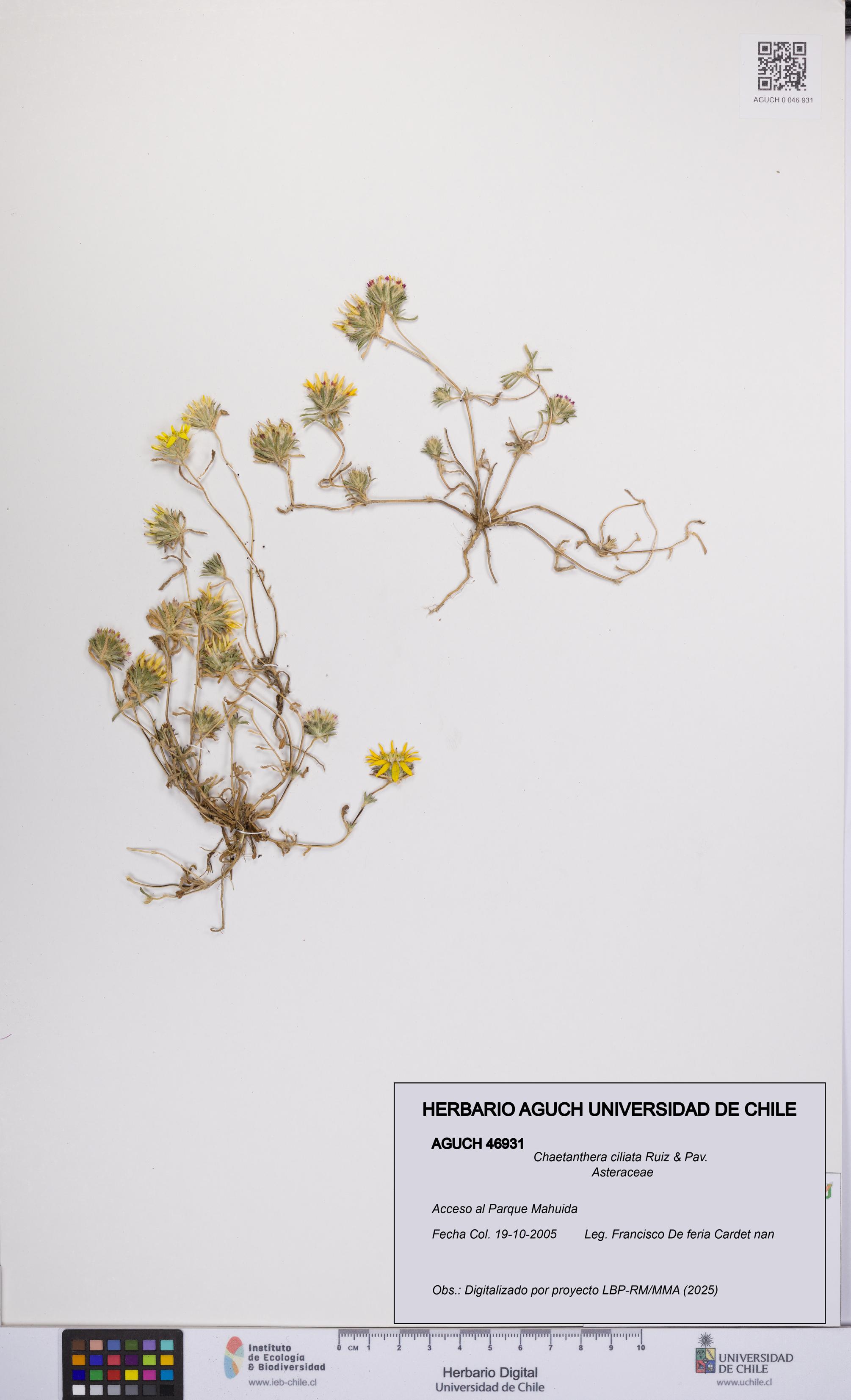 Chaetanthera ciliata [Espécimen: UCH:AGUCH:0046931]