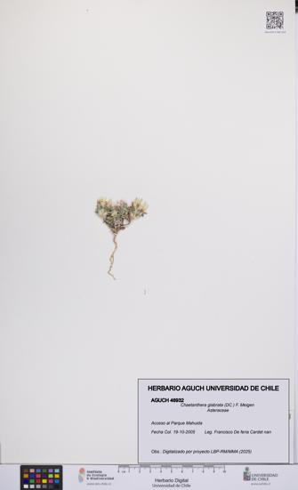 Chaetanthera glabrata [Espécimen: UCH:AGUCH:0046932]