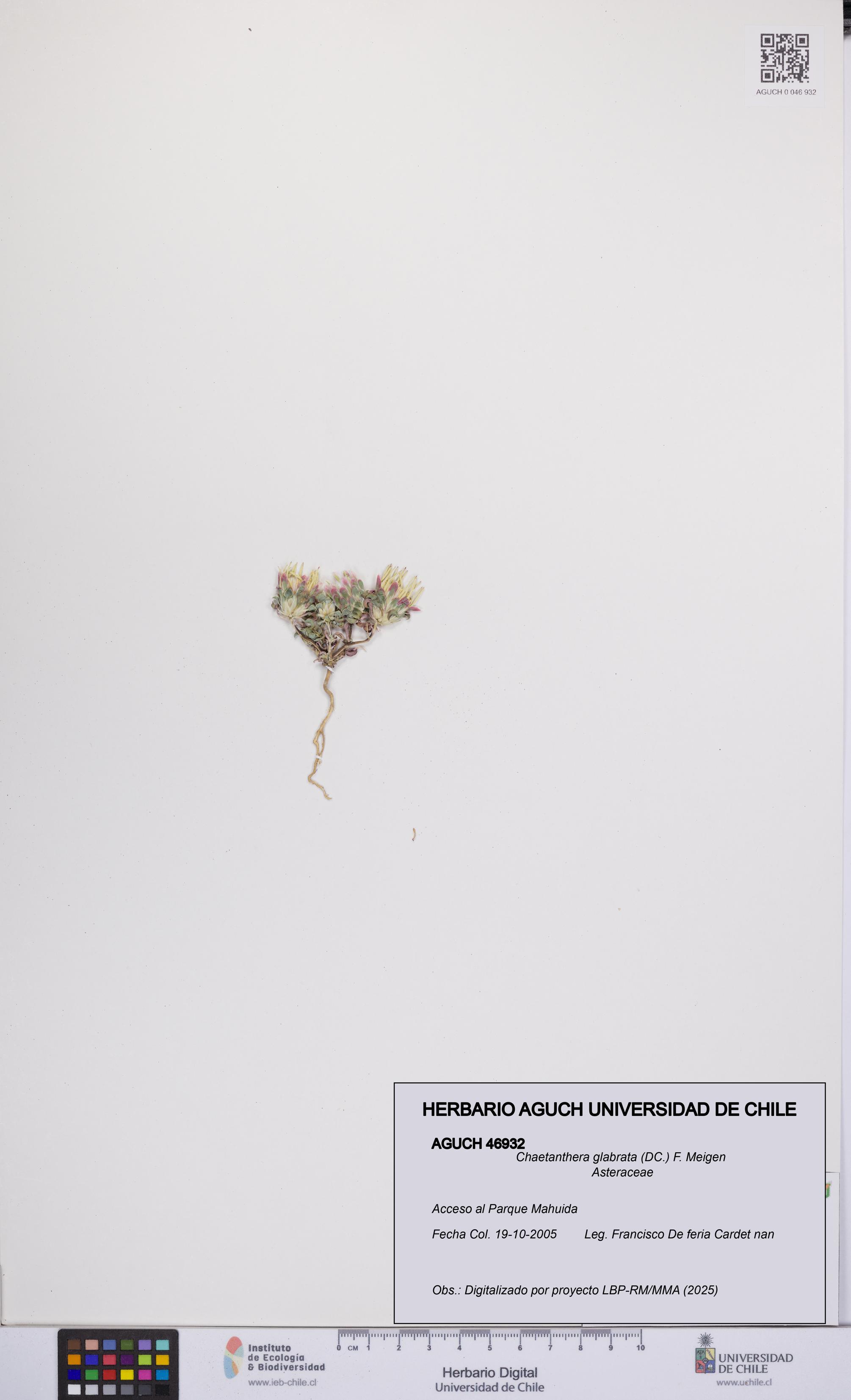 Chaetanthera glabrata [Espécimen: UCH:AGUCH:0046932]