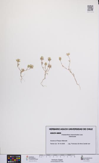 Chaetanthera moenchioides [Espécimen: UCH:AGUCH:0046933]
