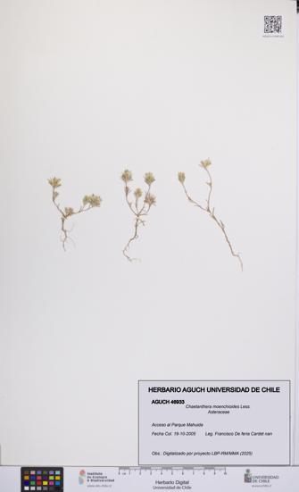 Chaetanthera moenchioides [Espécimen: UCH:AGUCH:0046933]