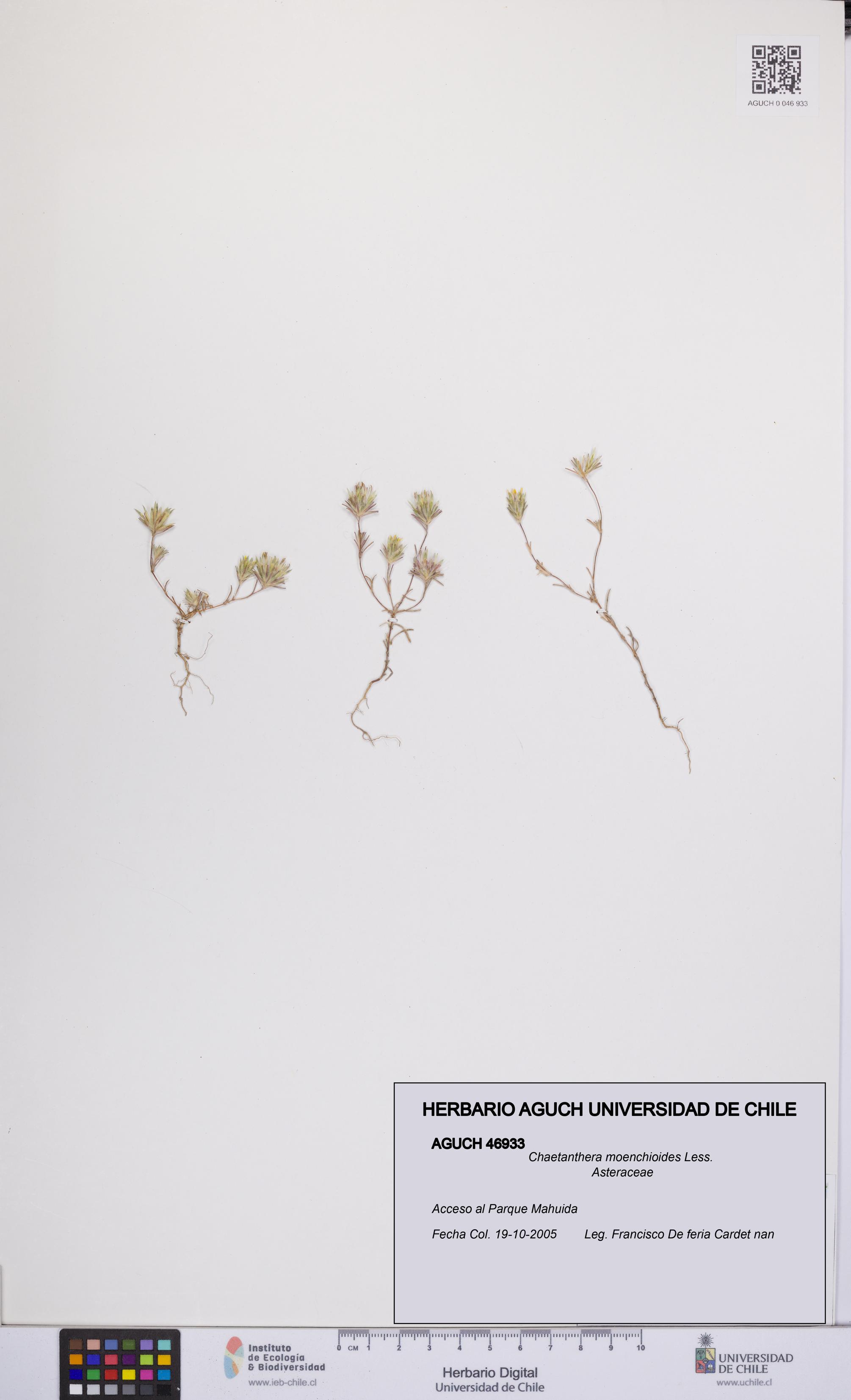 Chaetanthera moenchioides [Espécimen: UCH:AGUCH:0046933]