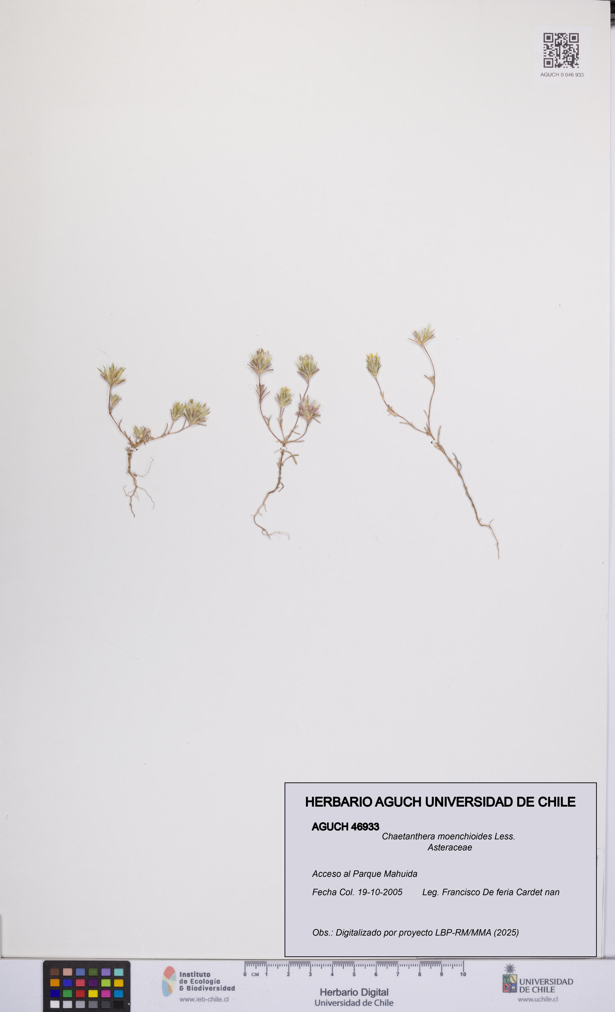 Chaetanthera moenchioides [Espécimen: UCH:AGUCH:0046933]