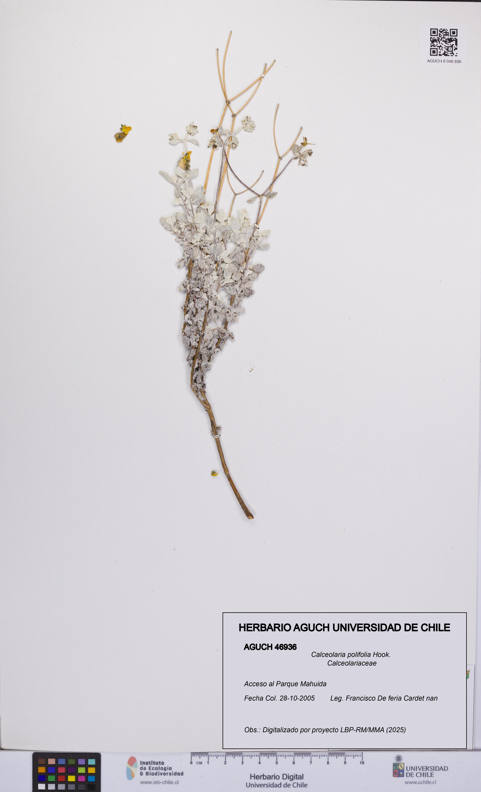 Calceolaria polifolia [Espécimen: UCH:AGUCH:0046936]