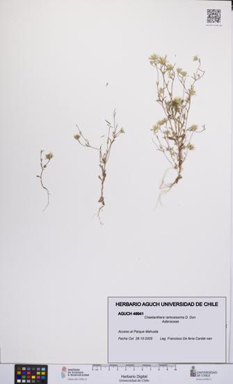 Chaetanthera ramosissima [Espécimen: UCH:AGUCH:0046941]