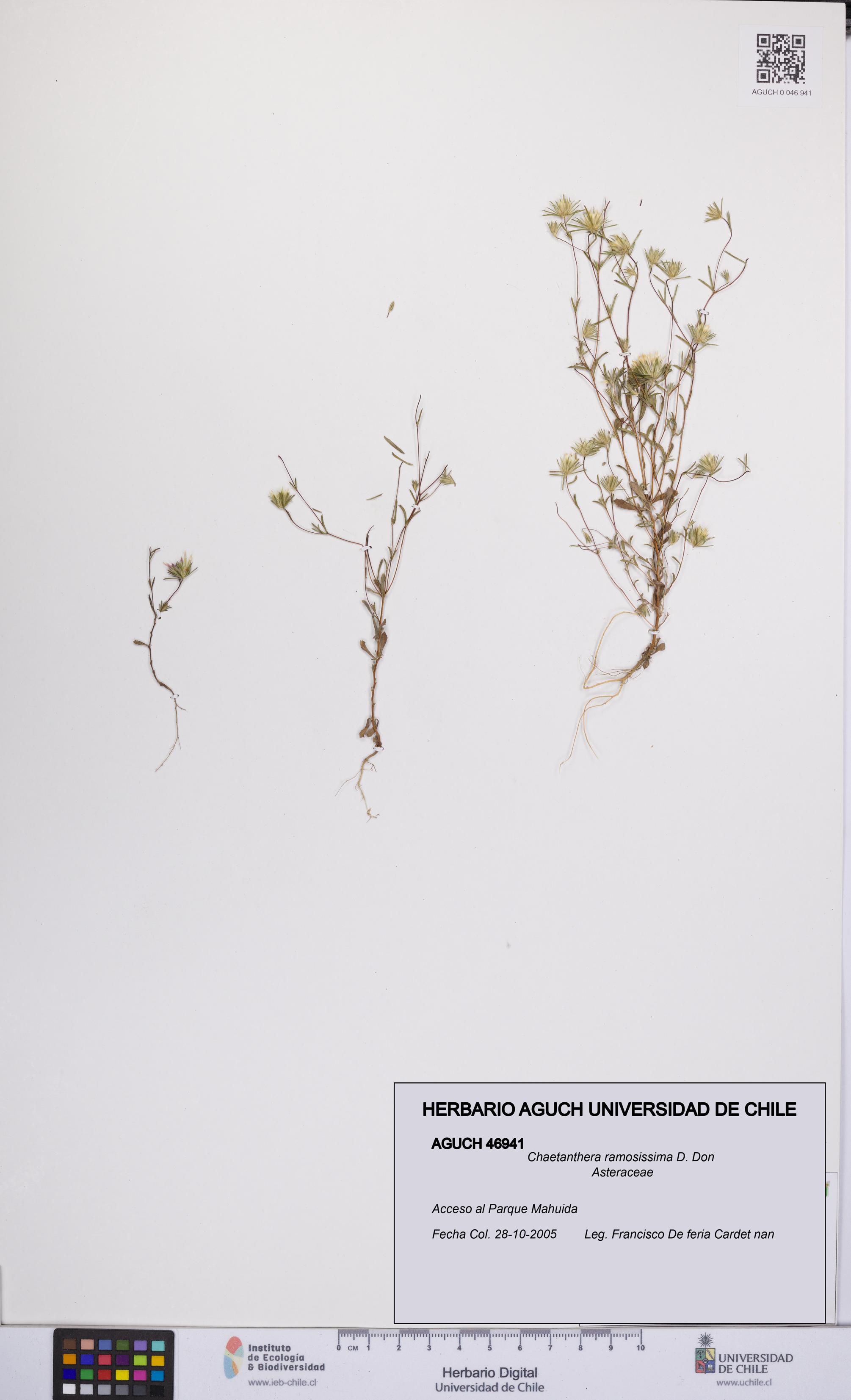 Chaetanthera ramosissima [Espécimen: UCH:AGUCH:0046941]