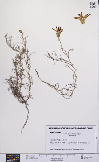 Mutisia rosea [Espécimen: UCH:AGUCH:0046942]