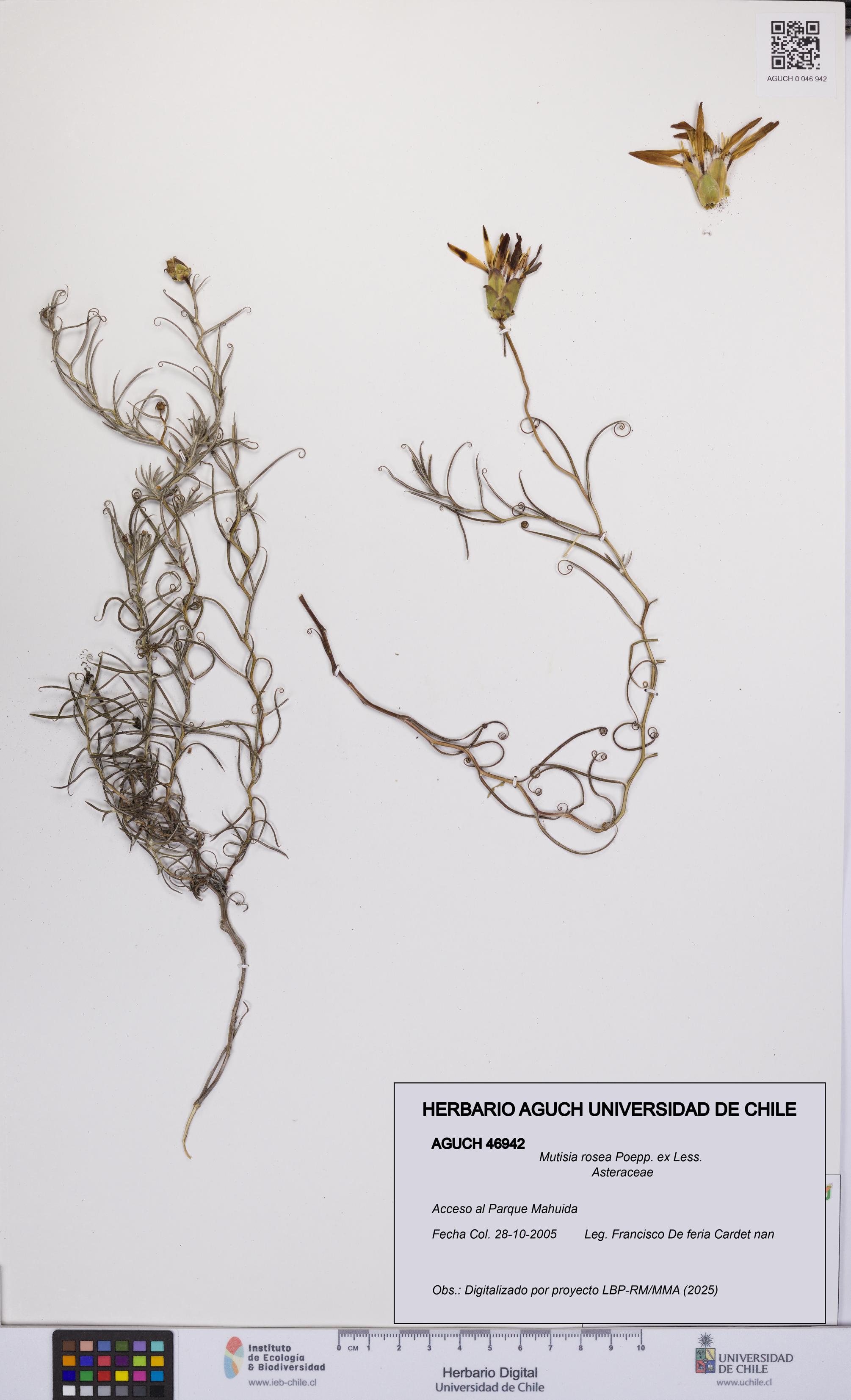 Mutisia rosea [Espécimen: UCH:AGUCH:0046942]