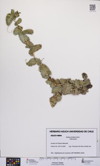 Mutisia ilicifolia [Espécimen: UCH:AGUCH:0046944]