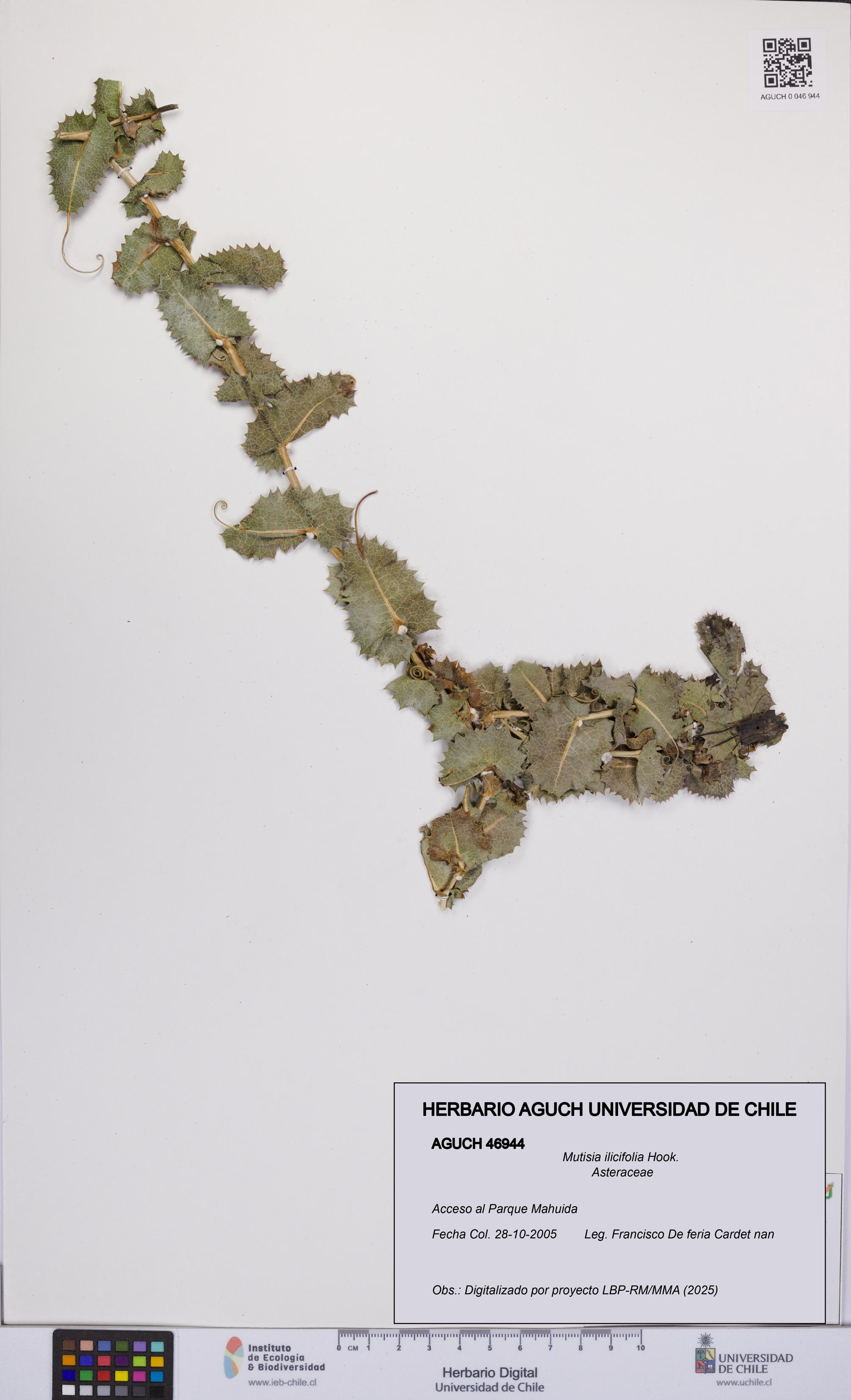 Mutisia ilicifolia [Espécimen: UCH:AGUCH:0046944]