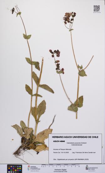 Calceolaria purpurea [Espécimen: UCH:AGUCH:0046948]