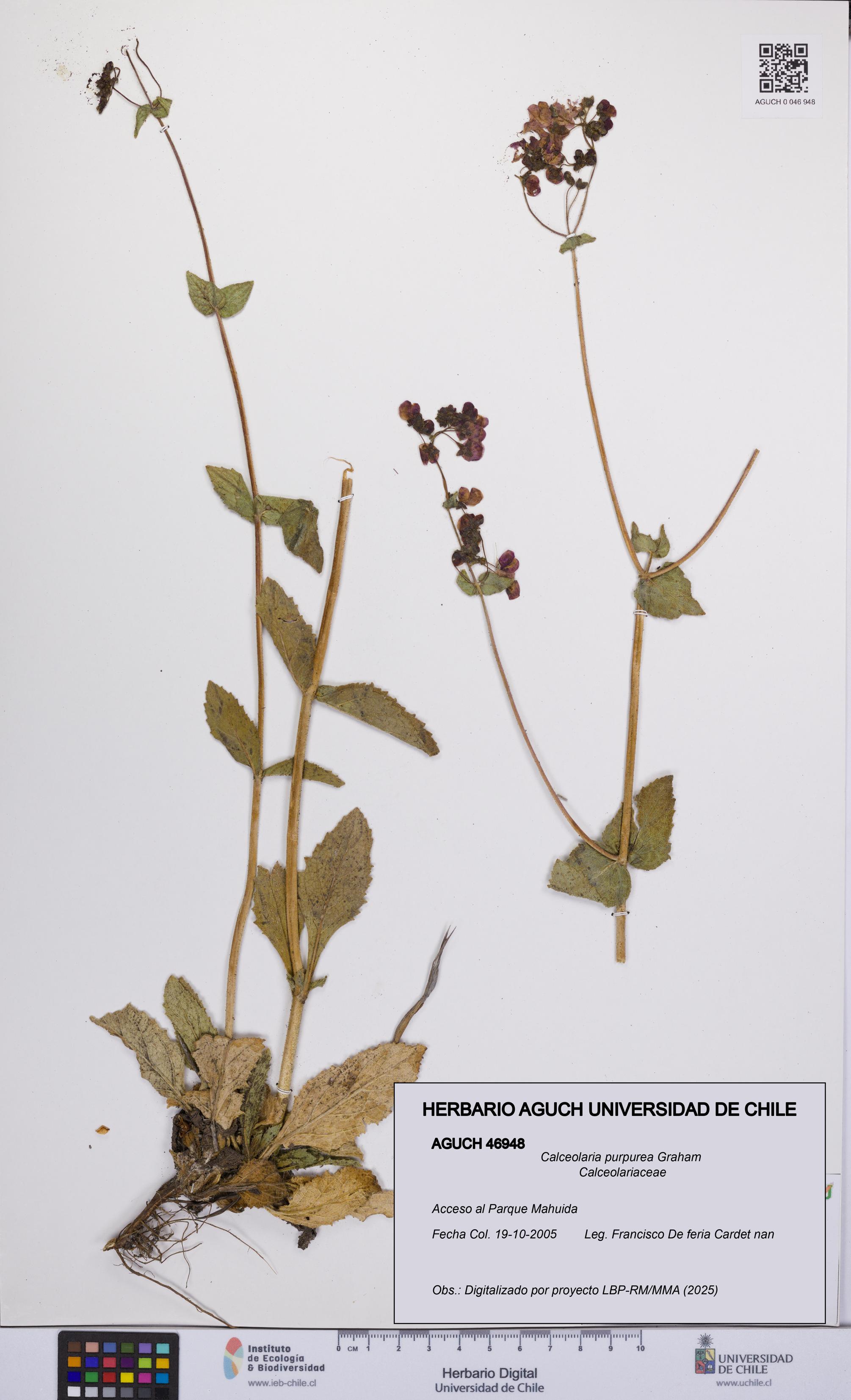 Calceolaria purpurea [Espécimen: UCH:AGUCH:0046948]