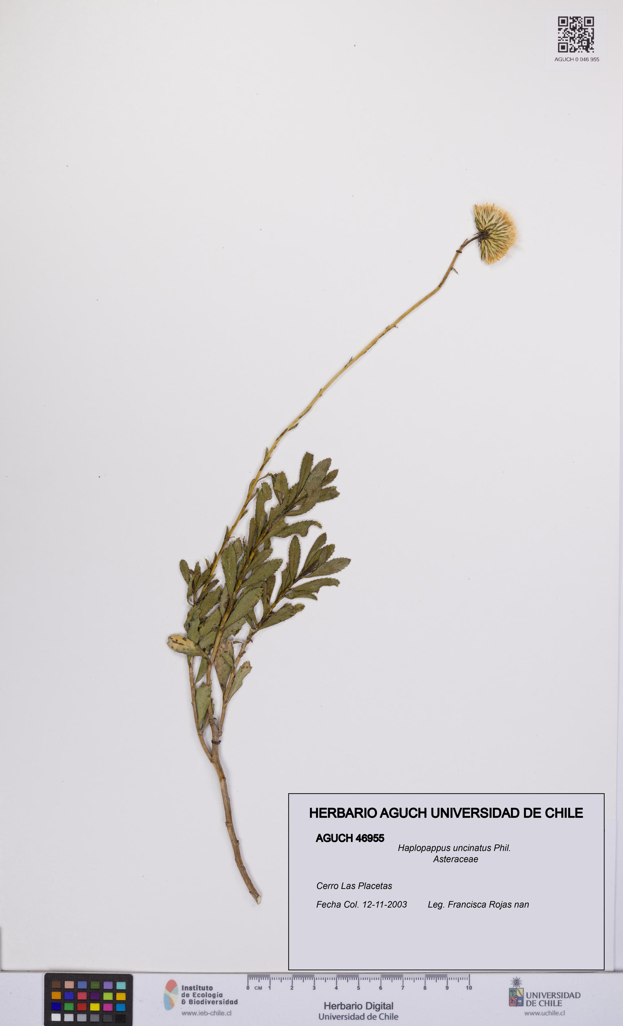 Haplopappus uncinatus [Espécimen: UCH:AGUCH:0046955]