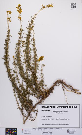 Calceolaria thyrsiflora [Espécimen: UCH:AGUCH:0046961]
