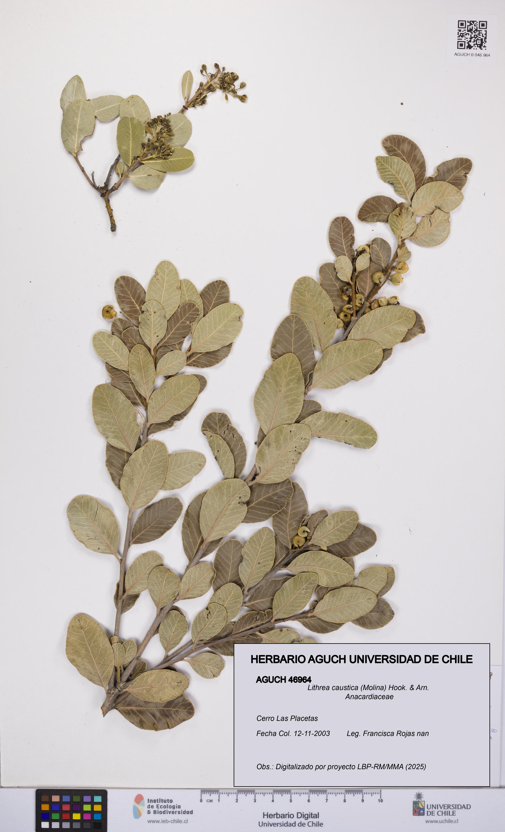 Lithrea caustica [Espécimen: UCH:AGUCH:0046964]