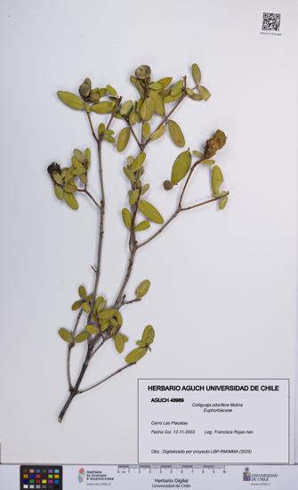 Colliguaja odorifera [Espécimen: UCH:AGUCH:0046969]