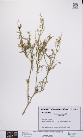Baccharis paniculata [Espécimen: UCH:AGUCH:0046972]