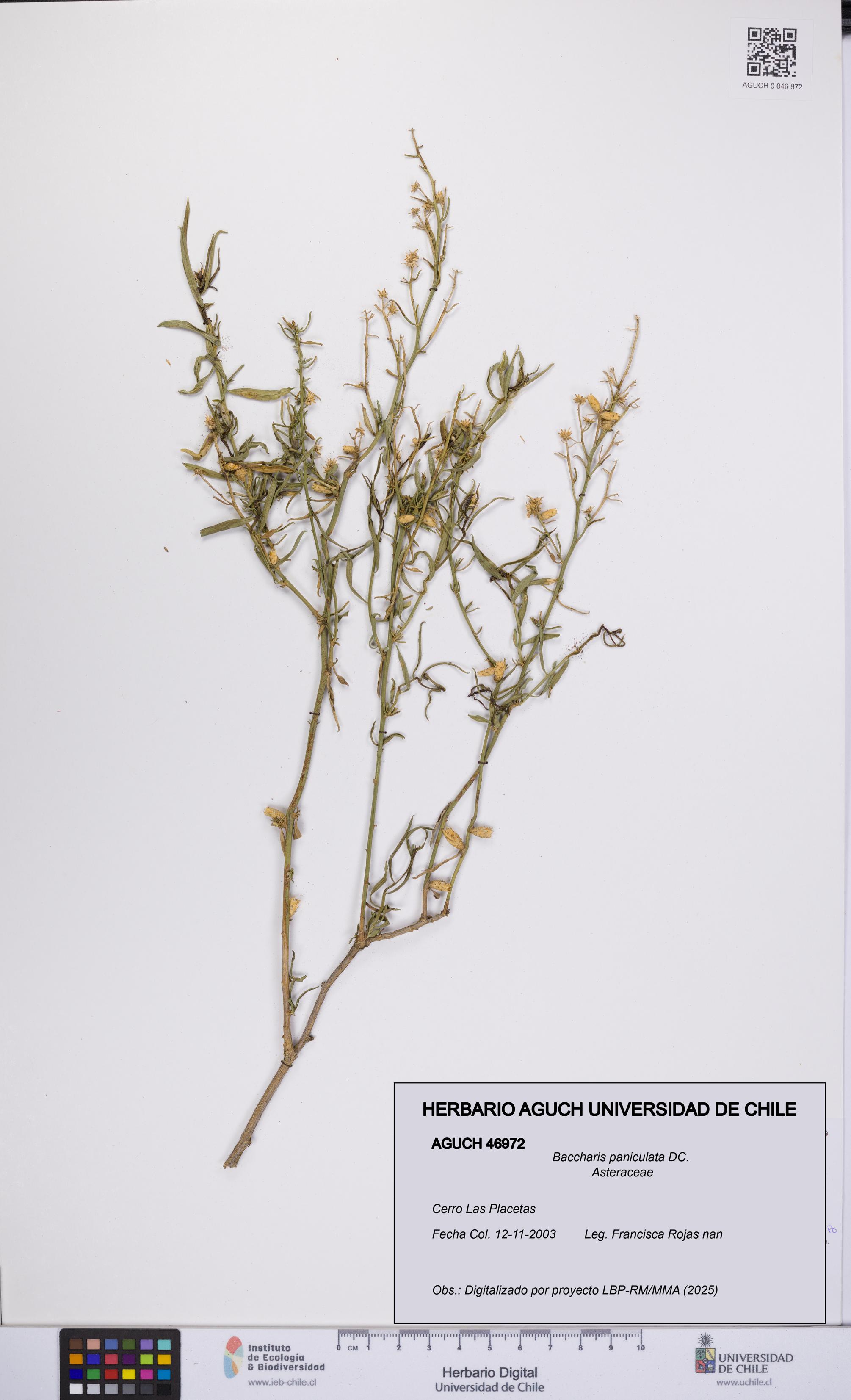Baccharis paniculata [Espécimen: UCH:AGUCH:0046972]