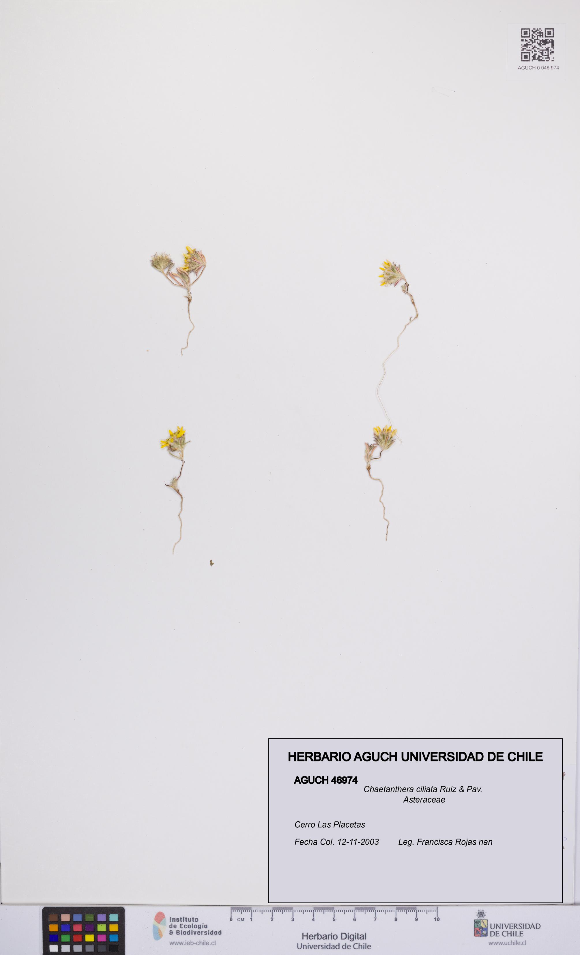 Chaetanthera ciliata [Espécimen: UCH:AGUCH:0046974]