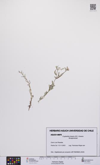 Cryptantha linearis [Espécimen: UCH:AGUCH:0046975]