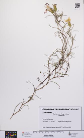 Mutisia rosea [Espécimen: UCH:AGUCH:0046980]