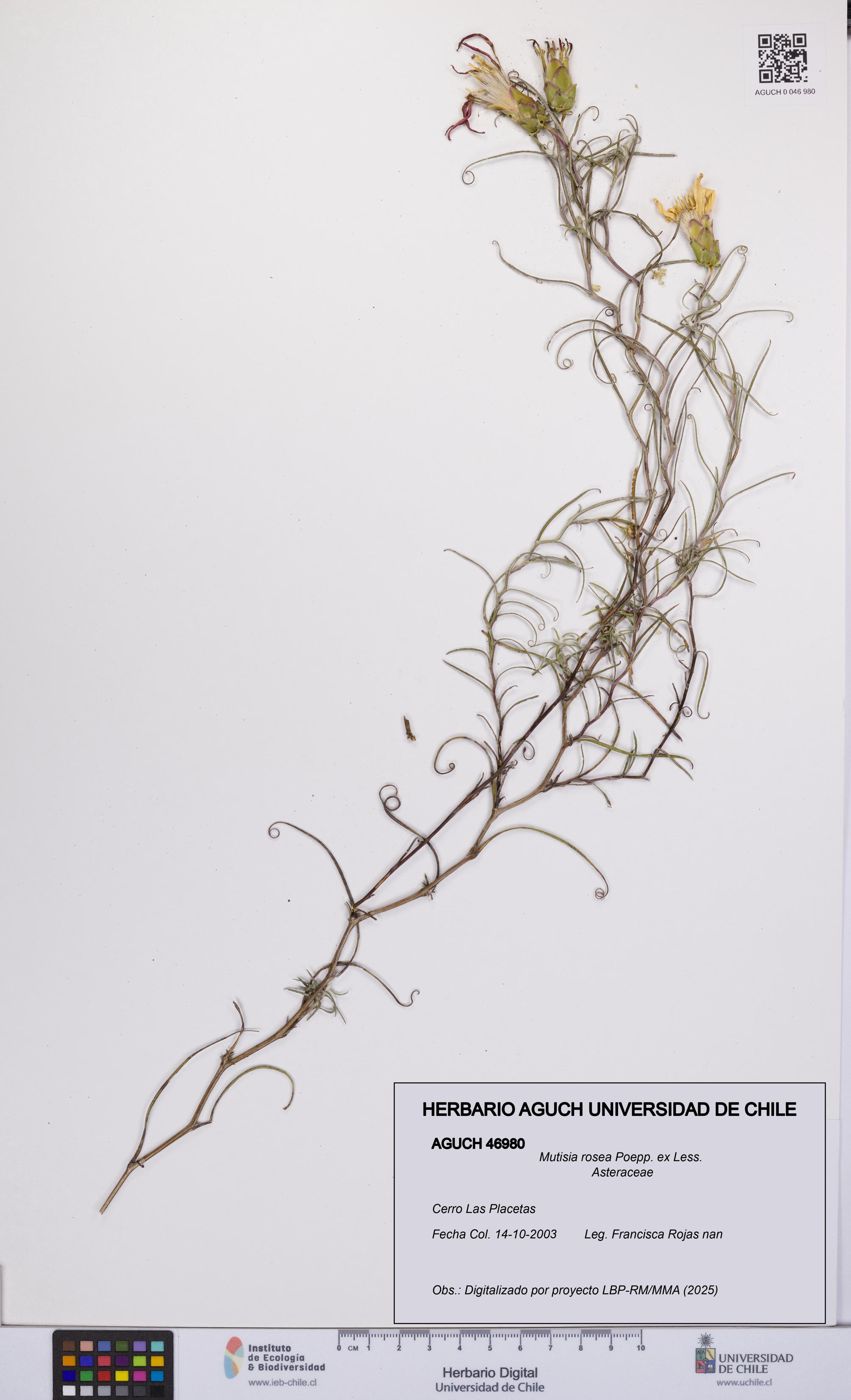 Mutisia rosea [Espécimen: UCH:AGUCH:0046980]