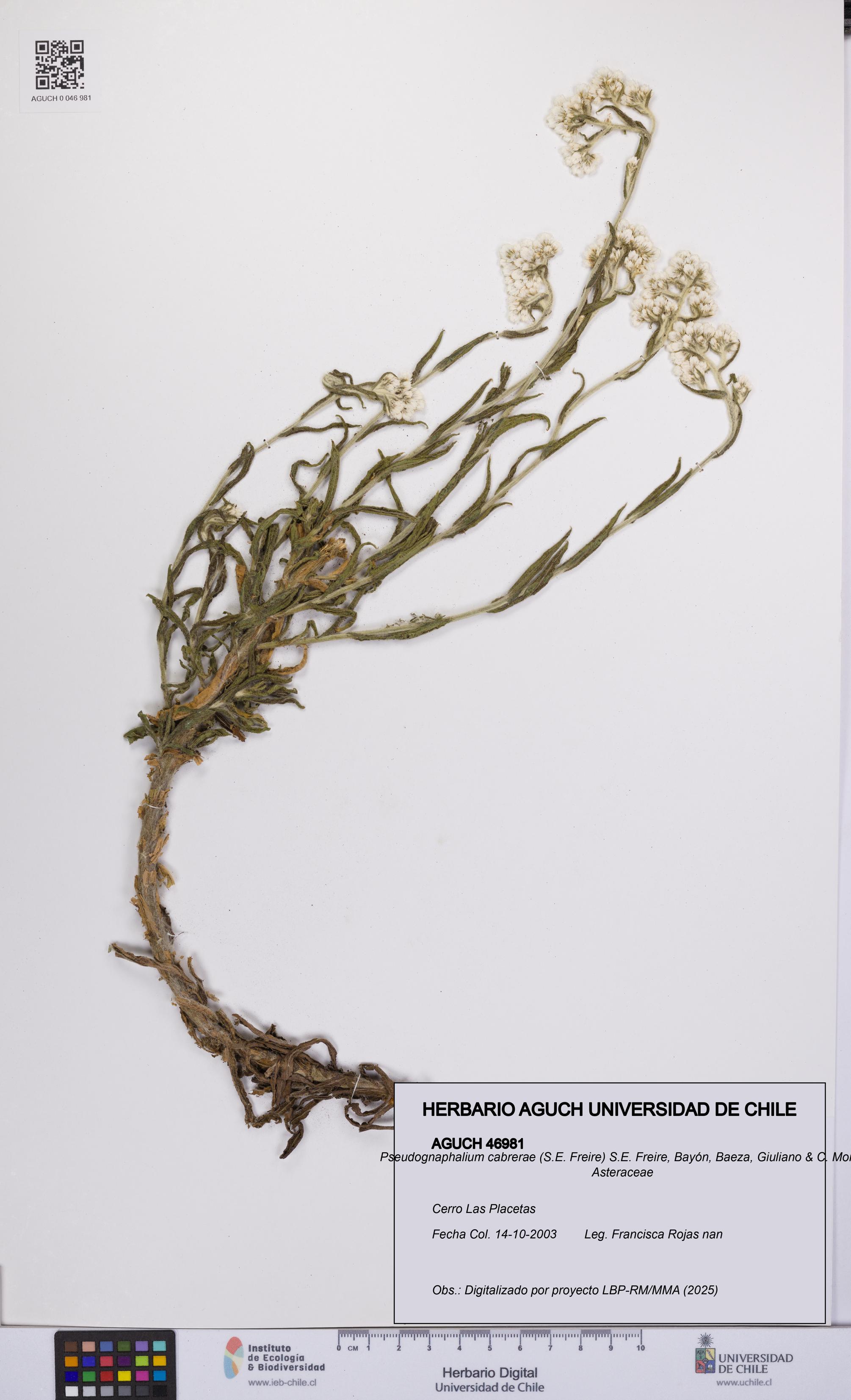 Pseudognaphalium cabrerae [Espécimen: UCH:AGUCH:0046981]