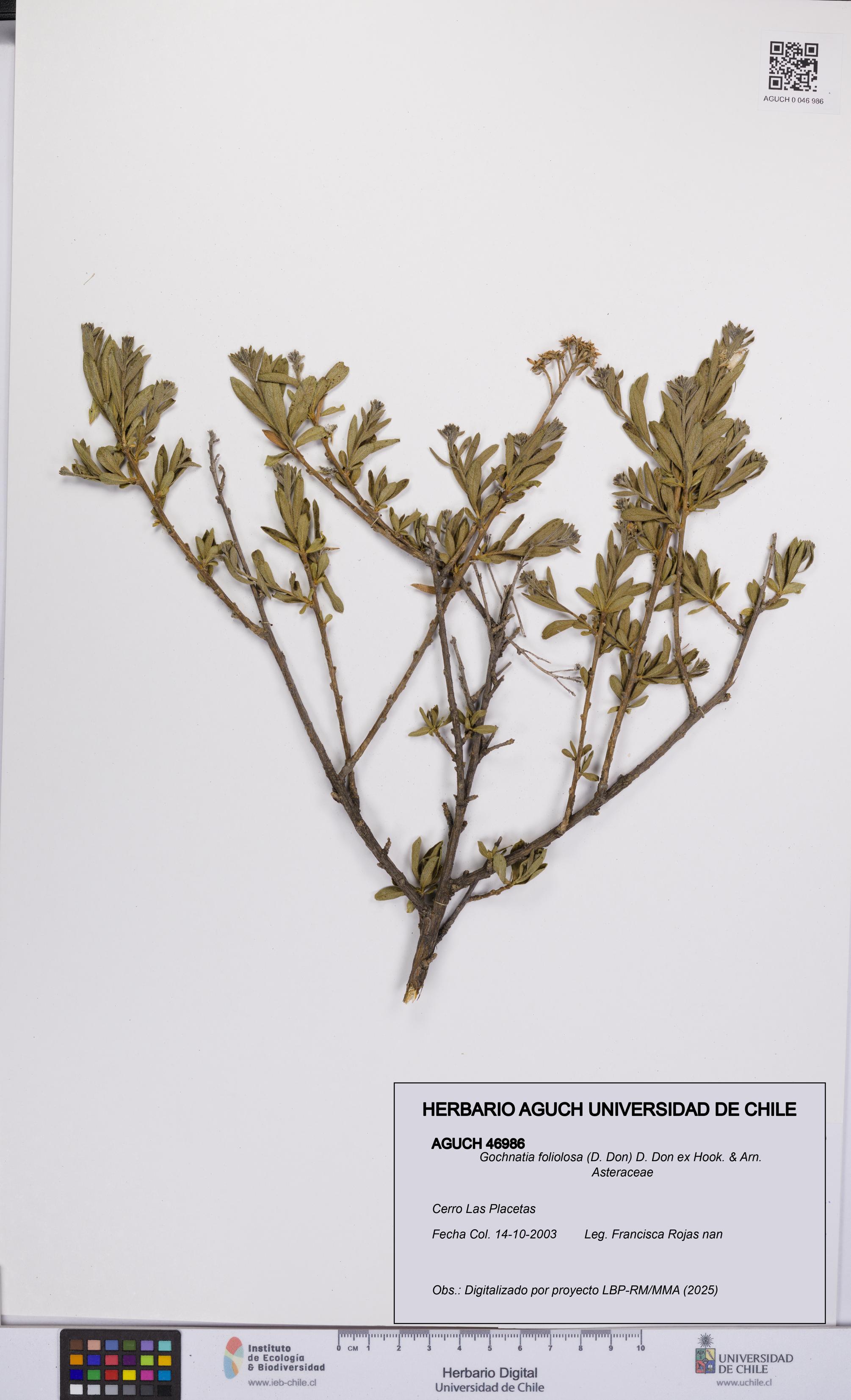 Gochnatia foliolosa [Espécimen: UCH:AGUCH:0046986]