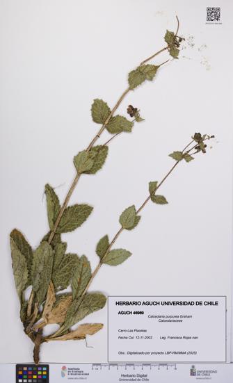 Calceolaria purpurea [Espécimen: UCH:AGUCH:0046989]