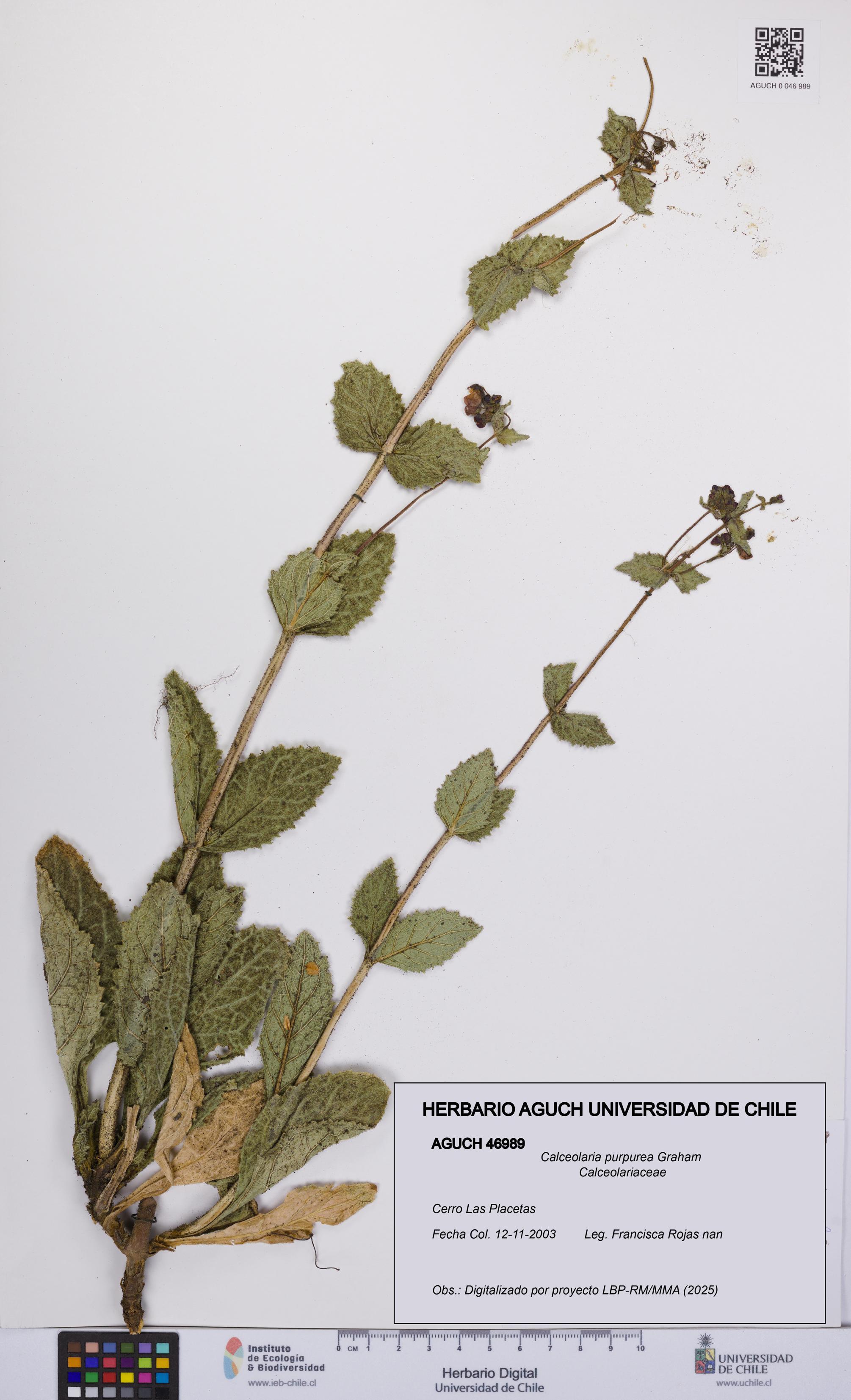 Calceolaria purpurea [Espécimen: UCH:AGUCH:0046989]