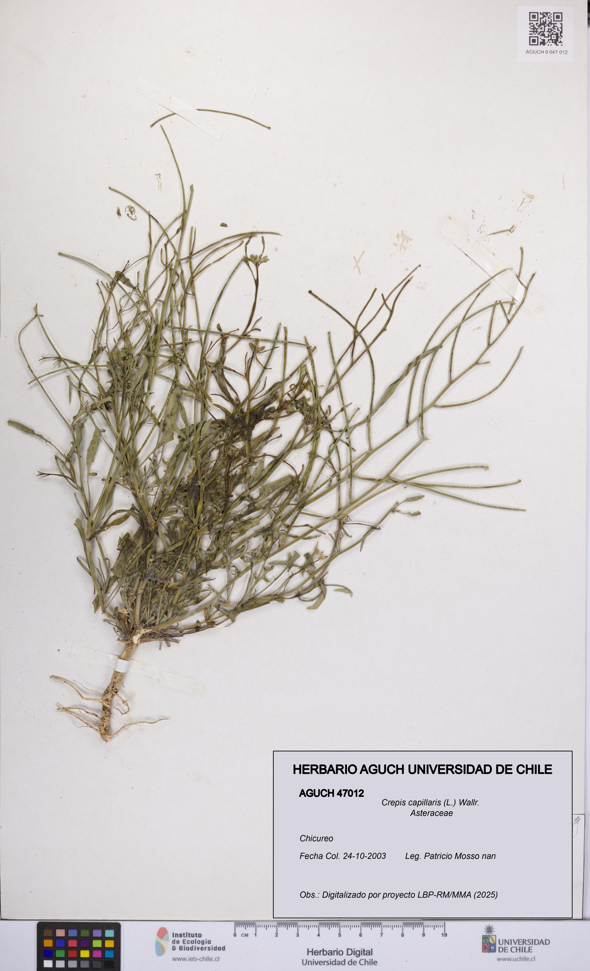 Crepis capillaris [Espécimen: UCH:AGUCH:0047012]