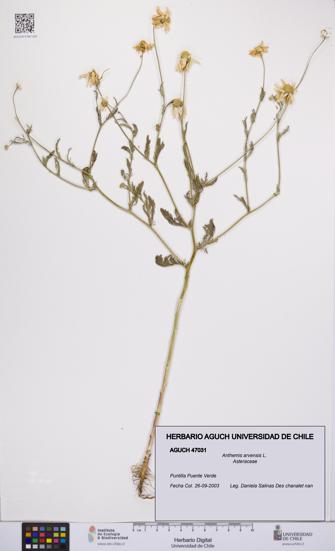 Anthemis arvensis [Espécimen: UCH:AGUCH:0047031]