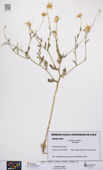 Anthemis arvensis [Espécimen: UCH:AGUCH:0047031]