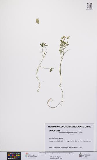 Bowlesia tropaeolifolia [Espécimen: UCH:AGUCH:0047061]