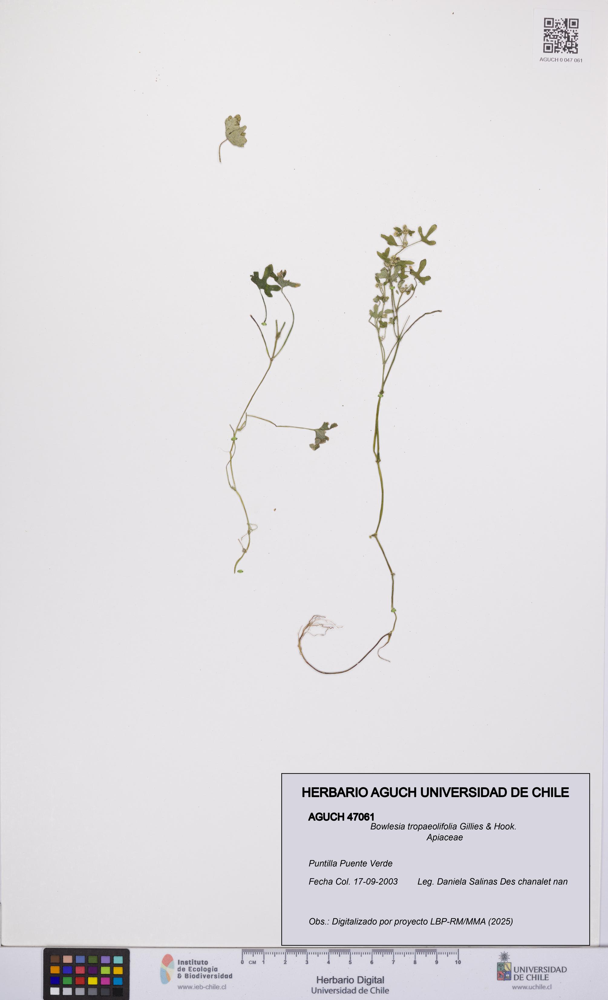 Bowlesia tropaeolifolia [Espécimen: UCH:AGUCH:0047061]