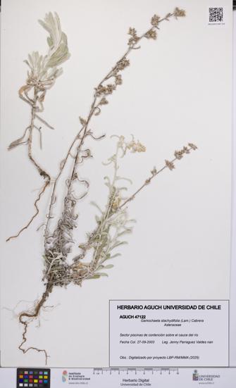 Gamochaeta stachydifolia [Espécimen: UCH:AGUCH:0047122]