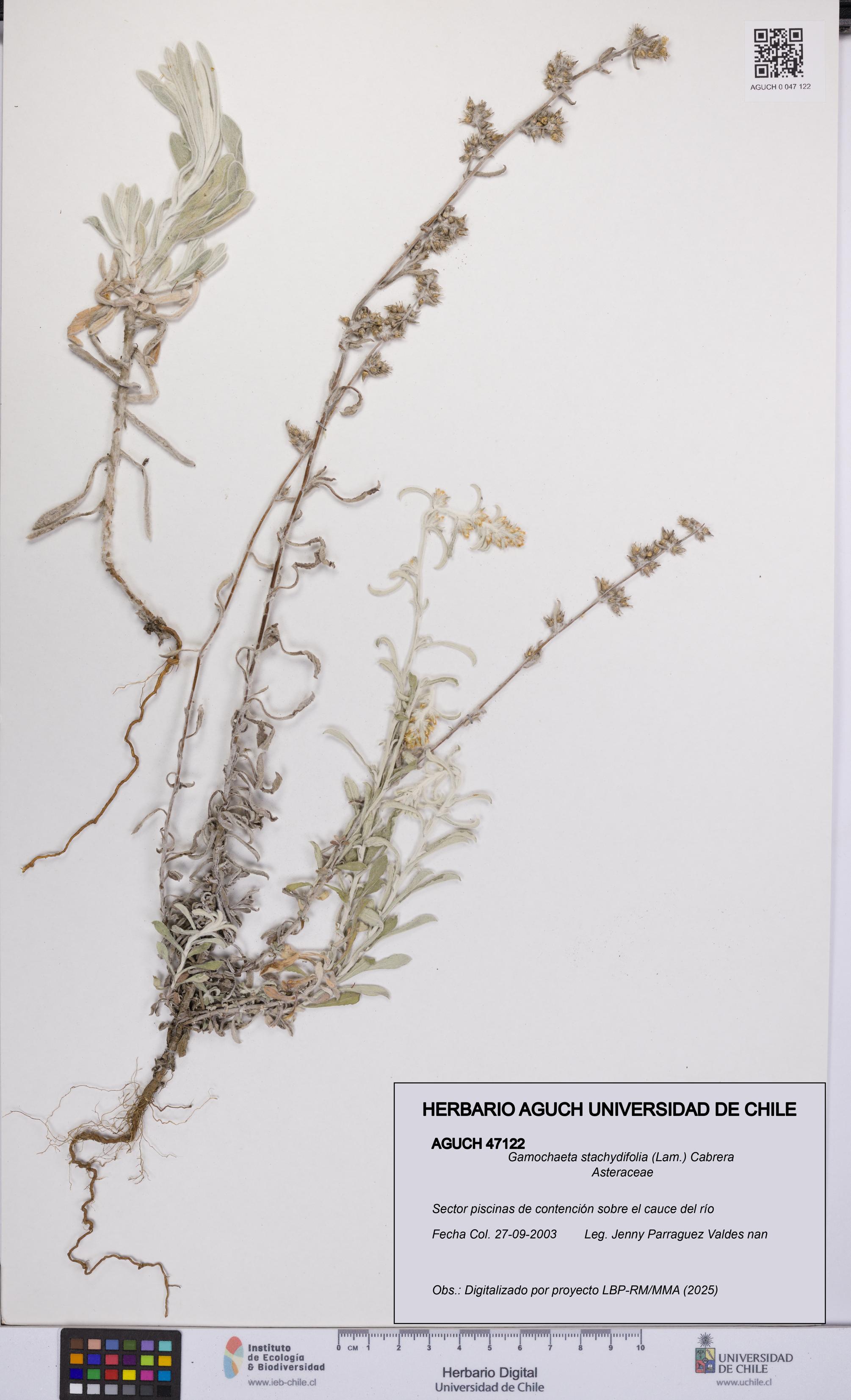 Gamochaeta stachydifolia [Espécimen: UCH:AGUCH:0047122]