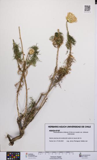 Plectocephalus chilensis var. chilensis [Espécimen: UCH:AGUCH:0047127]