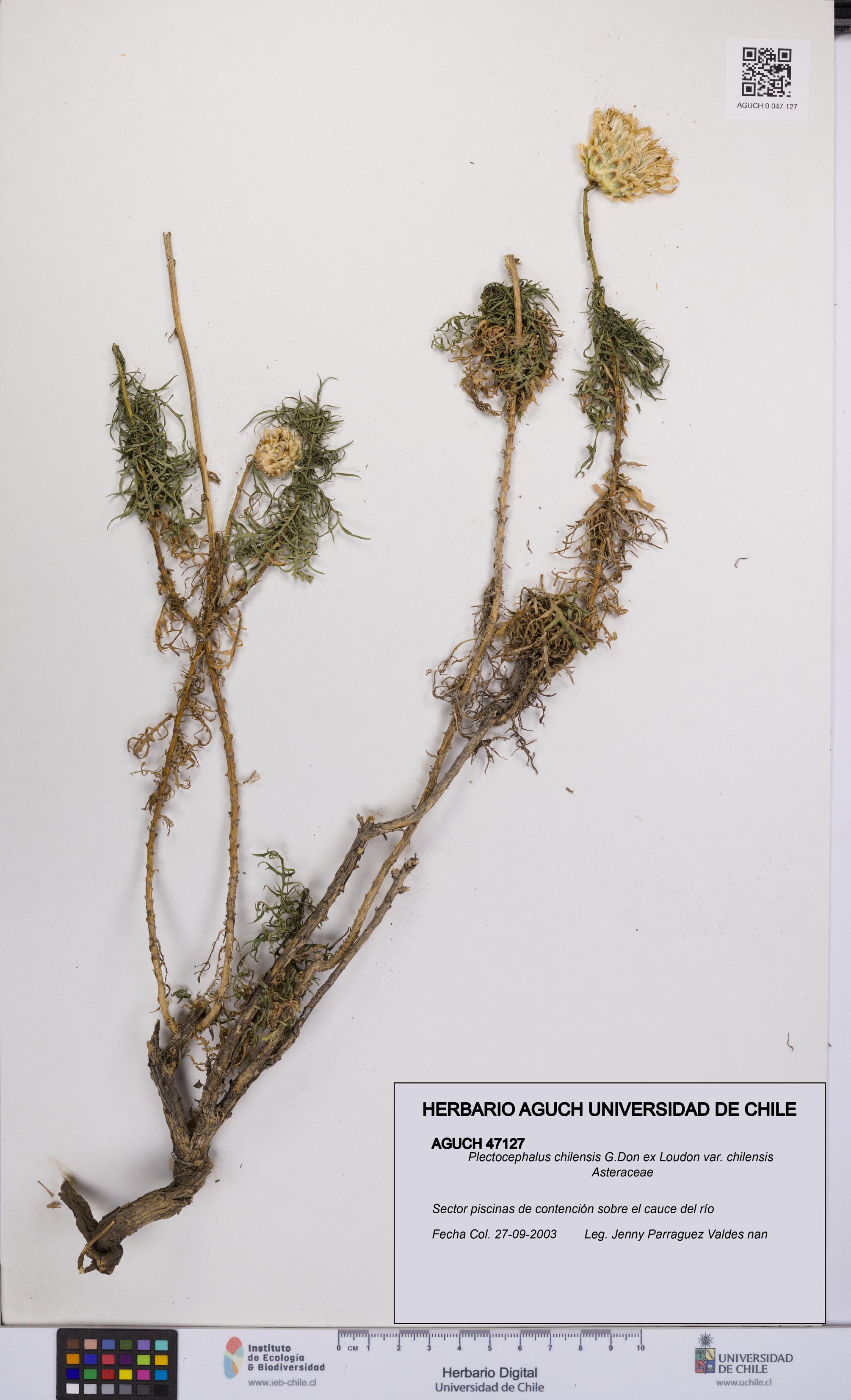 Plectocephalus chilensis var. chilensis [Espécimen: UCH:AGUCH:0047127]