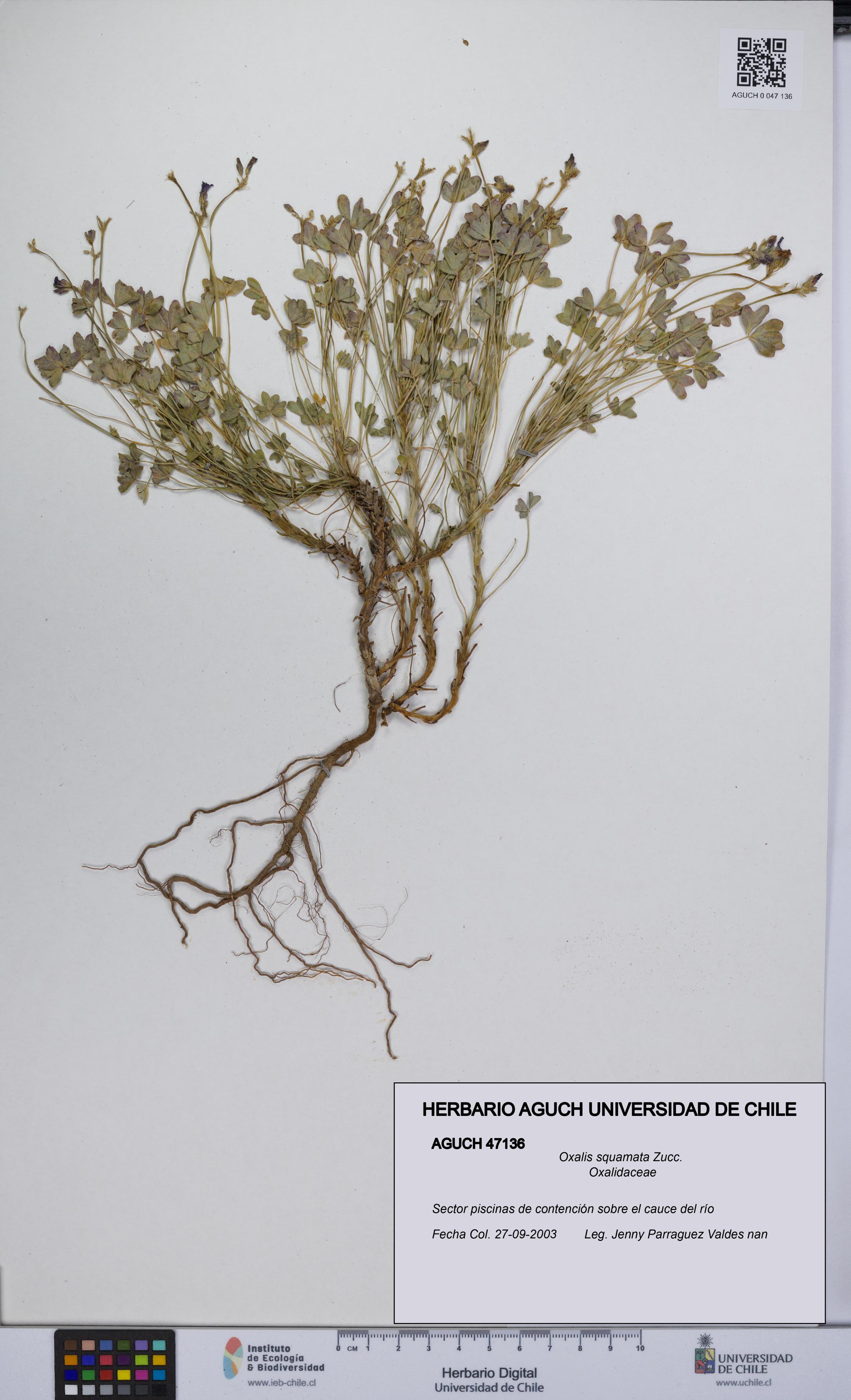 Oxalis squamata [Espécimen: UCH:AGUCH:0047136]