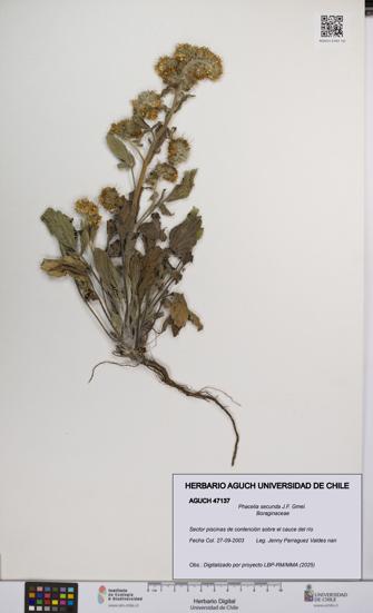 Phacelia secunda [Espécimen: UCH:AGUCH:0047137]