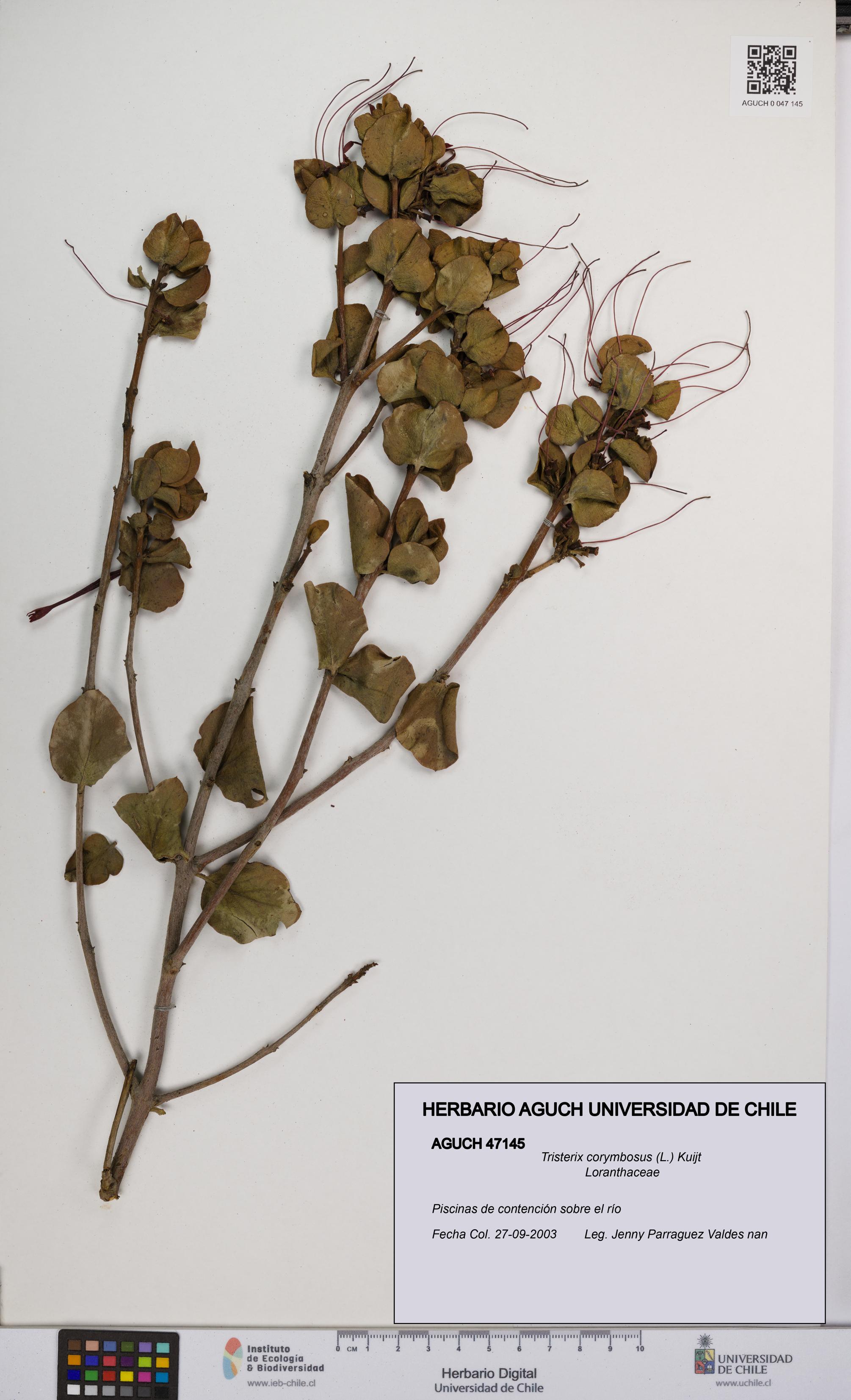 Tristerix corymbosus [Espécimen: UCH:AGUCH:0047145]