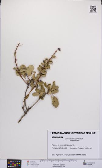 Berberis actinacantha [Espécimen: UCH:AGUCH:0047154]