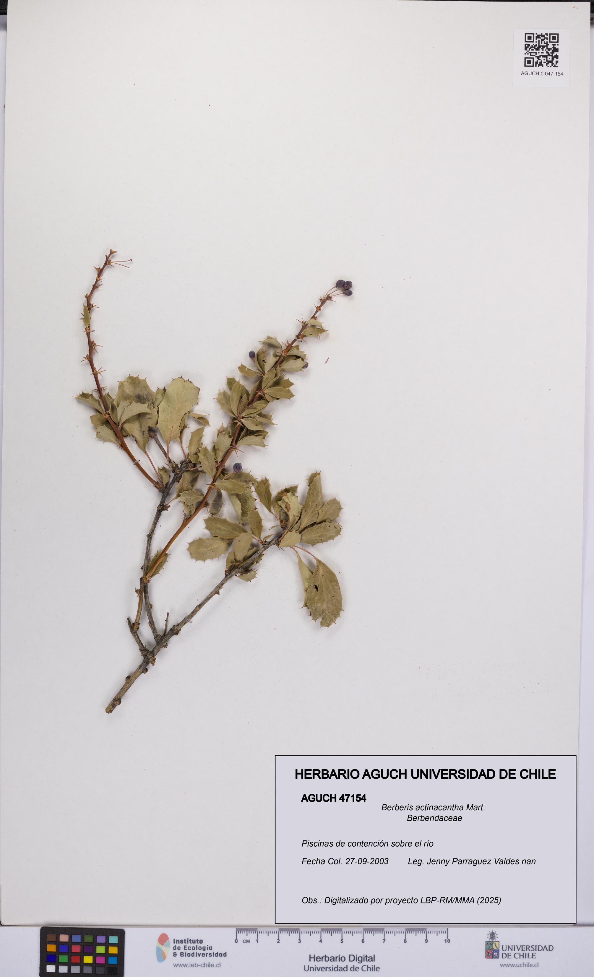 Berberis actinacantha [Espécimen: UCH:AGUCH:0047154]