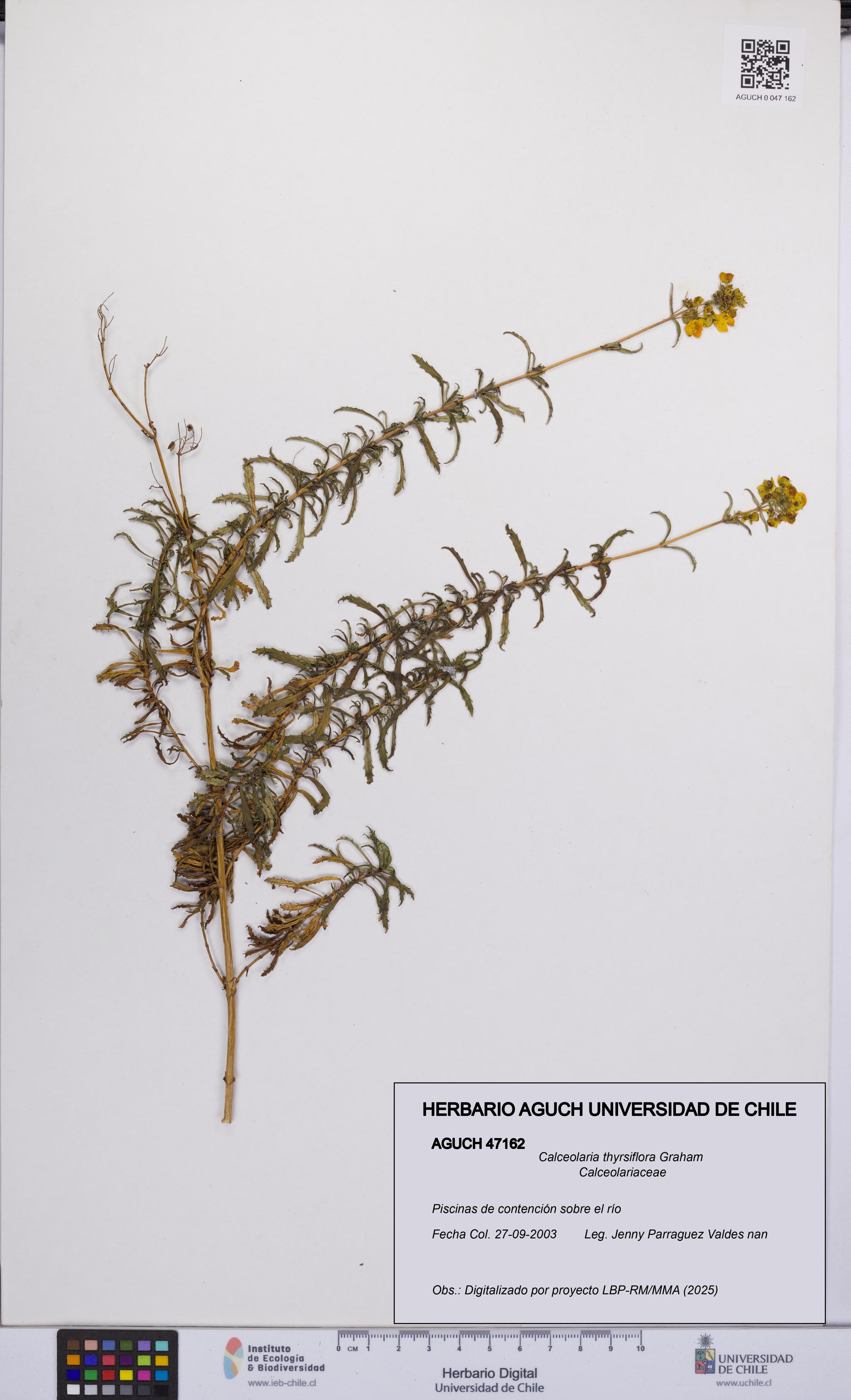 Calceolaria thyrsiflora [Espécimen: UCH:AGUCH:0047162]