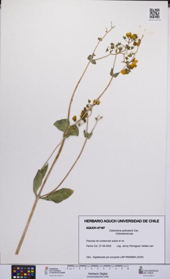 Calceolaria petioalaris [Espécimen: UCH:AGUCH:0047167]