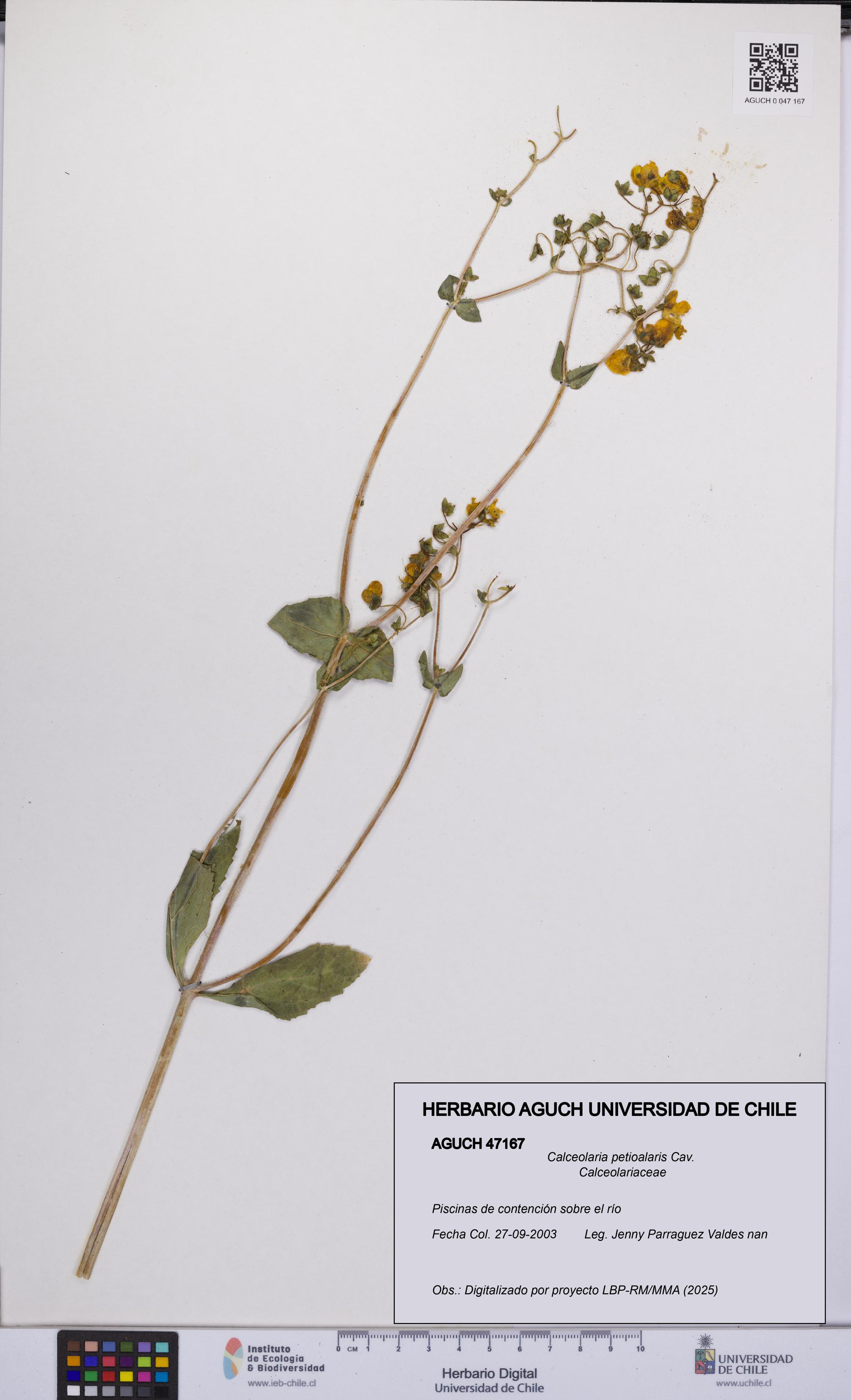 Calceolaria petioalaris [Espécimen: UCH:AGUCH:0047167]