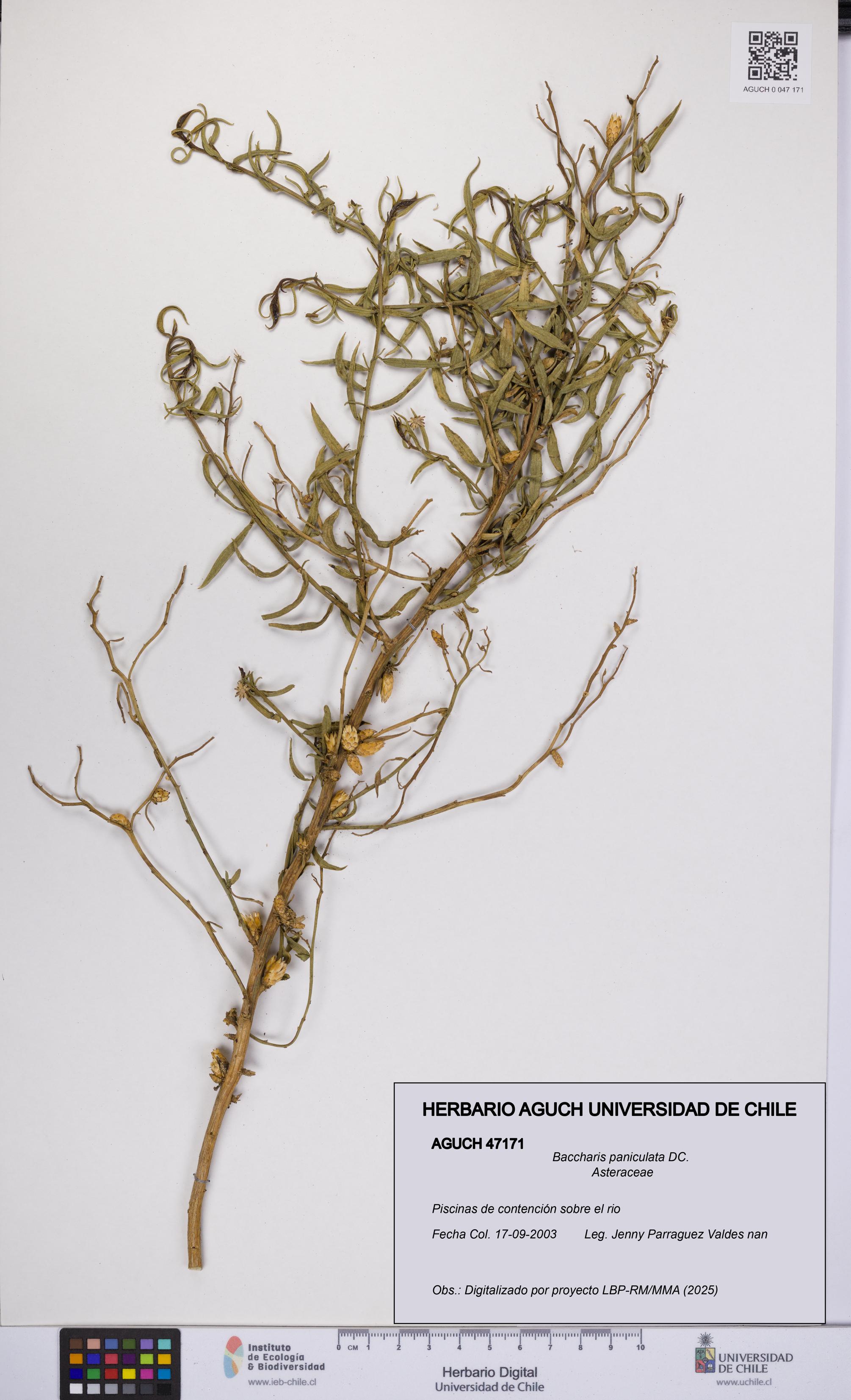 Baccharis paniculata [Espécimen: UCH:AGUCH:0047171]