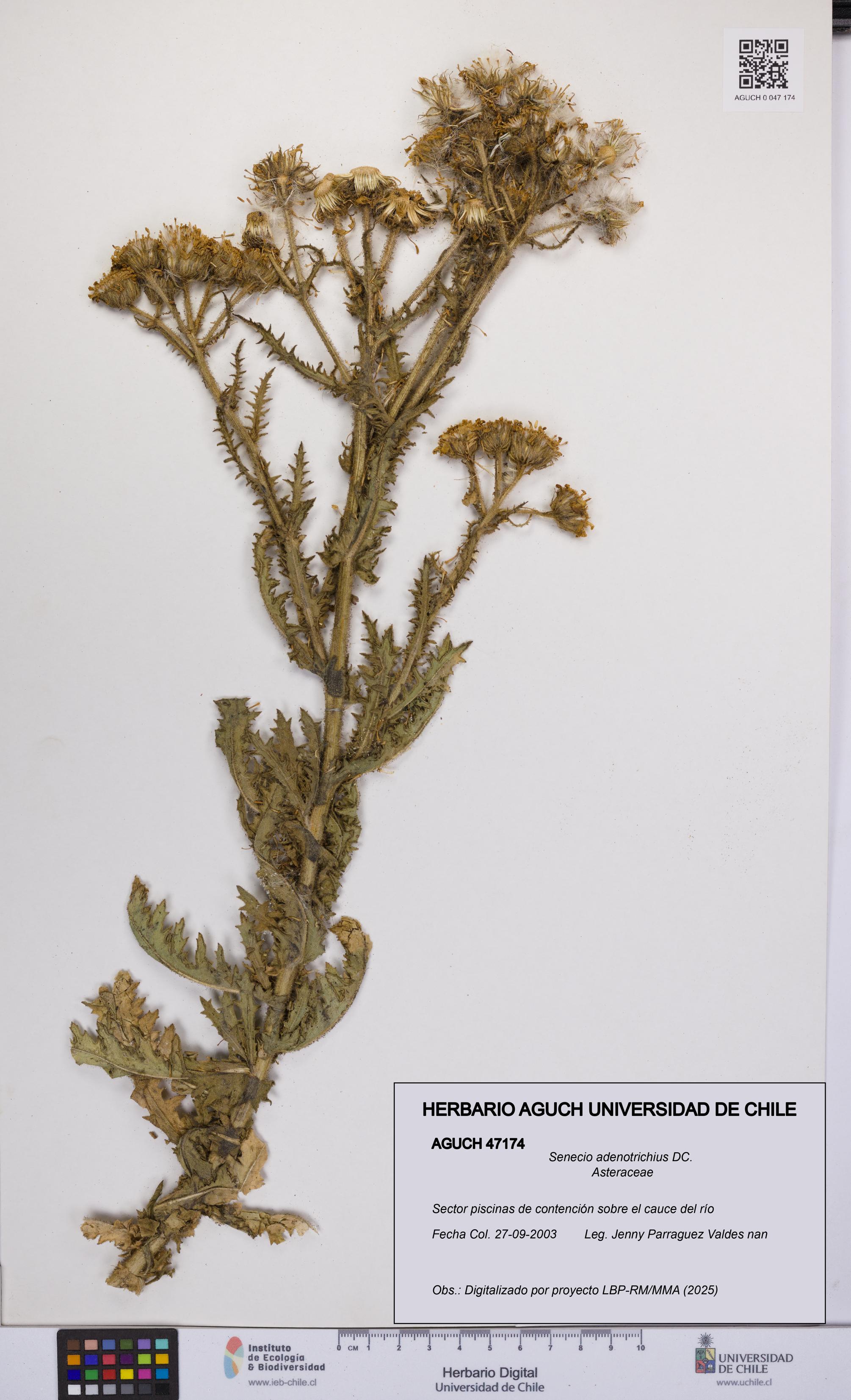 Senecio adenotrichius [Espécimen: UCH:AGUCH:0047174]